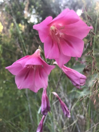 Gladiolus caryophyllaceus, photographed by Ann Bentley