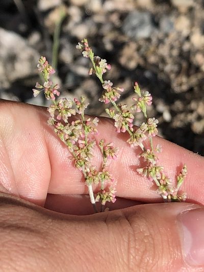 Eriogonum polycladon, photographed by Jared Shorma