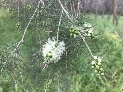 Melaleuca rhaphiophylla, photographed by Ann Bentley