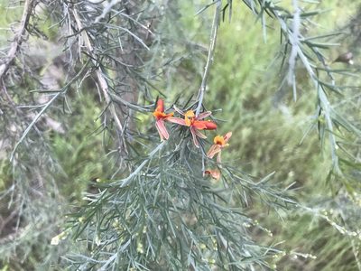 Jacksonia furcellata, photographed by Ann Bentley