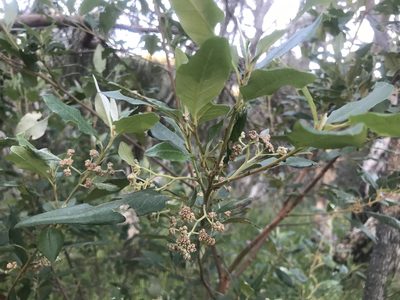 Spyridium globulosum, photographed by Ann Bentley
