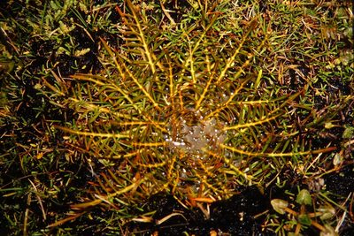 Aciphylla pinnatifida, photographed by John Barkla