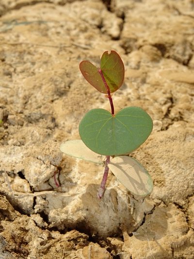 Cercis griffithii, photographed by Nasser Halaweh