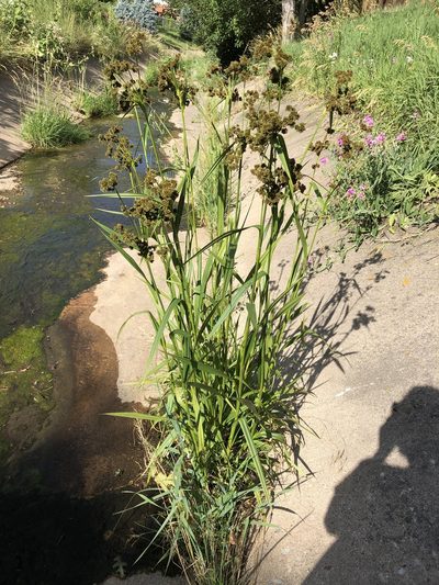 Scirpus pallidus, photographed by Jared Shorma