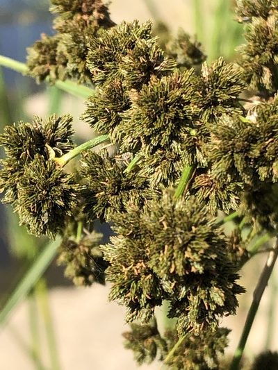 Scirpus pallidus, photographed by Jared Shorma