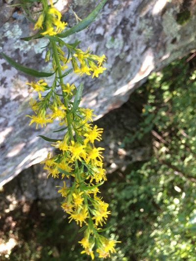 Solidago randii, photographed by Étienne Lacroix-Carignan