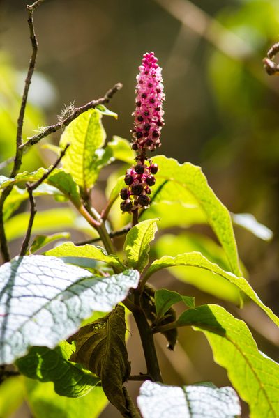 Phytolacca sandwicensis, photographed by Melissa McMasters