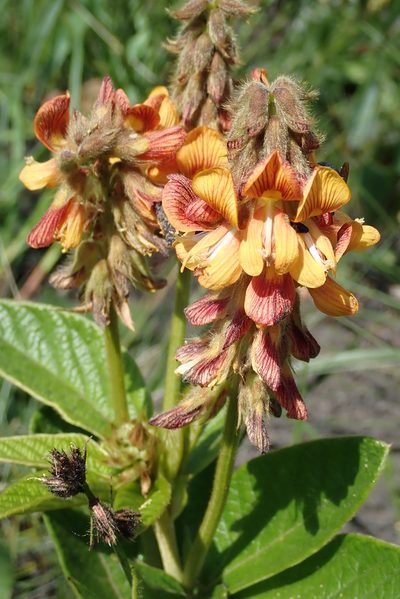 Eriosema umtamvunense, photographed by Peter Warren