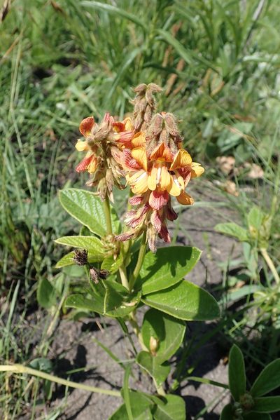 Eriosema umtamvunense, photographed by Peter Warren