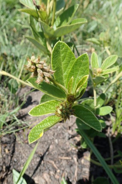 Eriosema umtamvunense, photographed by Peter Warren