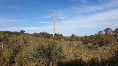 Xanthorrhoea semiplana, photographed by Andrew Thornhill
