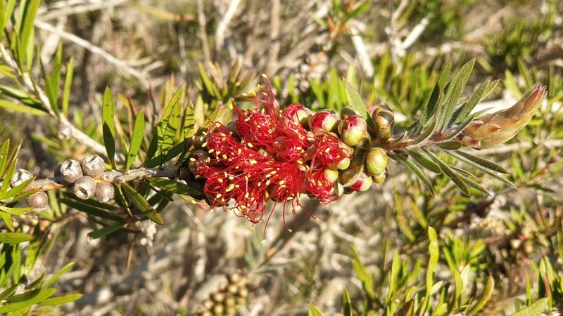 Melaleuca rugulosa, photographed by Andrew Thornhill