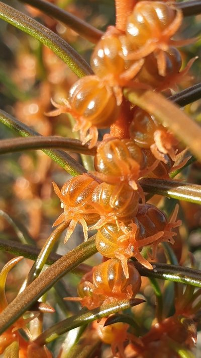 Gyrostemon australasicus, photographed by Andrew Thornhill