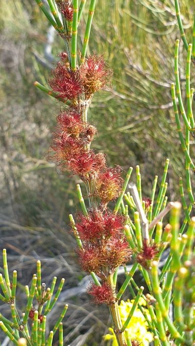 Allocasuarina pusilla, photographed by Andrew Thornhill