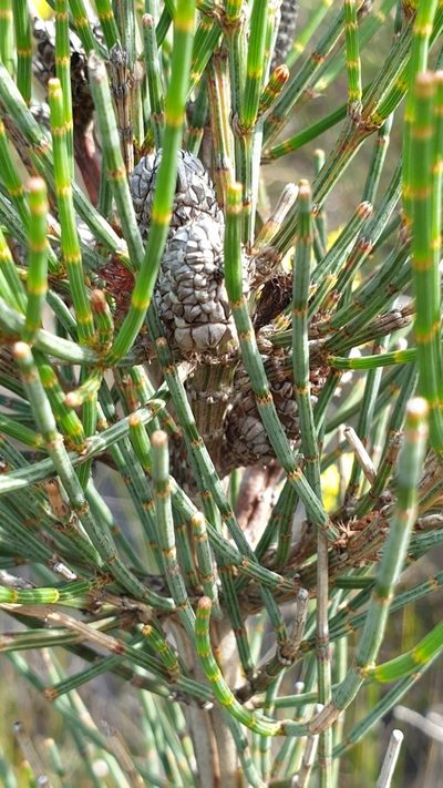Allocasuarina pusilla, photographed by Andrew Thornhill