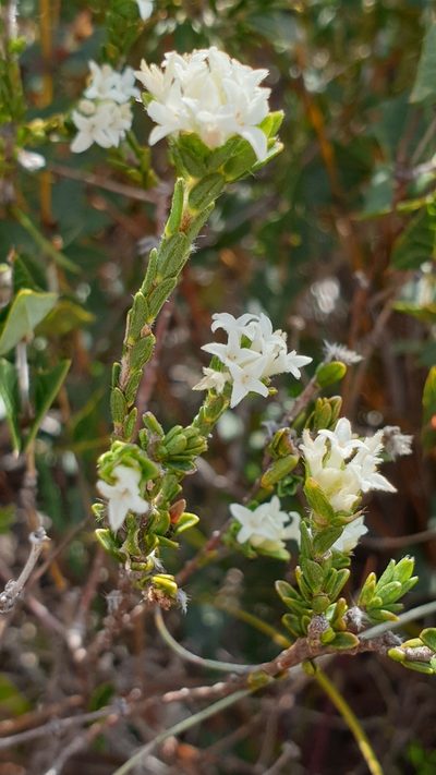Pimelea phylicoides, photographed by Andrew Thornhill