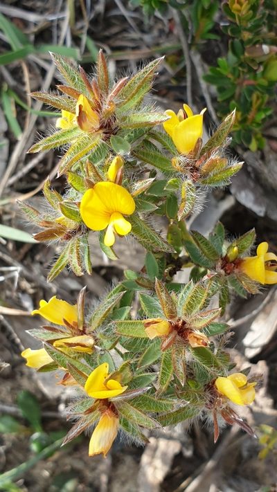 Pultenaea trinervis, photographed by Andrew Thornhill