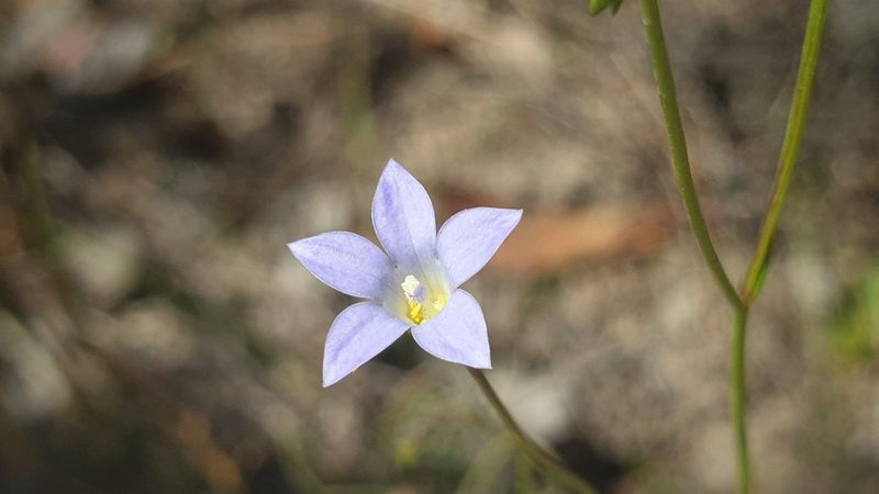 Wahlenbergia gracilenta, photographed by Andrew Thornhill