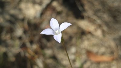 Wahlenbergia gracilenta, photographed by Andrew Thornhill