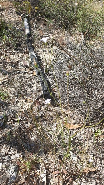 Wahlenbergia gracilenta, photographed by Andrew Thornhill