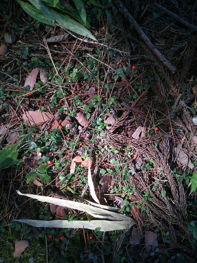 Mitchella undulata, photographed by timharris
