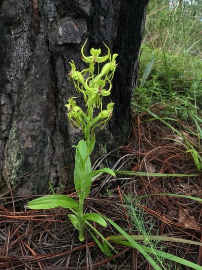 Habenaria jaliscana, photographed by Erick Vélez Sánchez