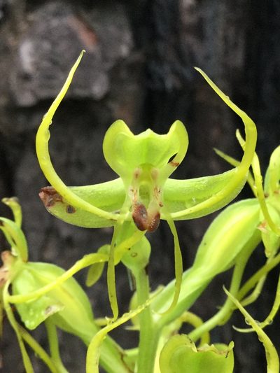 Habenaria jaliscana, photographed by Erick Vélez Sánchez