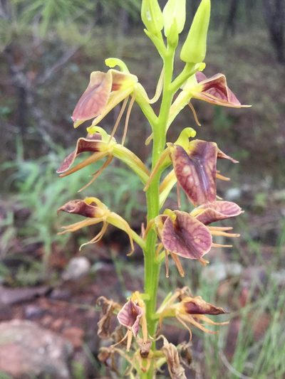 Liparis vexillifera, photographed by Erick Vélez Sánchez