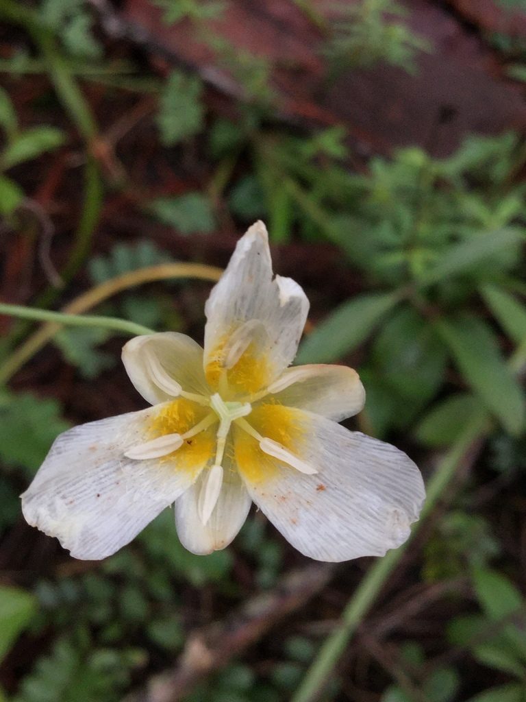 Calochortus ownbeyi, photographed by Erick Vélez Sánchez