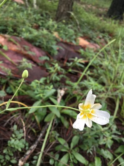 Calochortus ownbeyi, photographed by Erick Vélez Sánchez