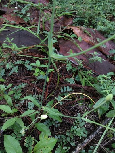 Calochortus ownbeyi, photographed by Erick Vélez Sánchez