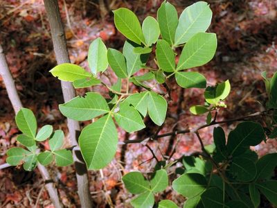 Searsia longipes, photographed by i_c_riddell