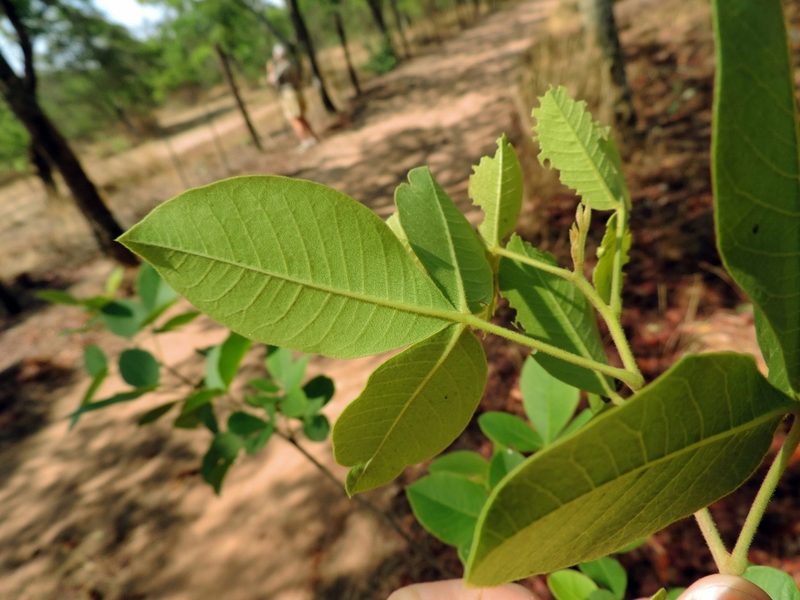 Searsia longipes, photographed by i_c_riddell