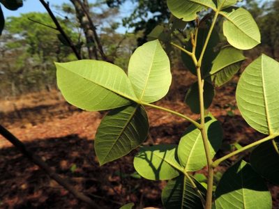 Searsia longipes, photographed by i_c_riddell