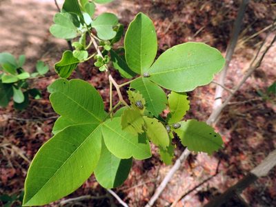 Searsia longipes, photographed by i_c_riddell