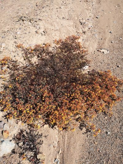 Dinemandra ericoides, photographed by Aira Francisca Faúndez Fallau
