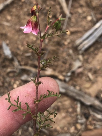 Hermannia bicolor, photographed by Dave U