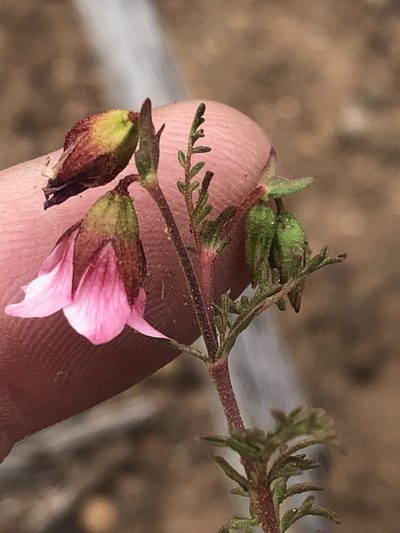 Hermannia bicolor, photographed by Dave U