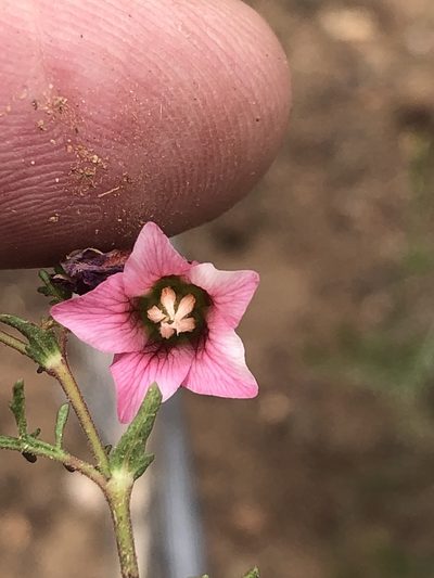 Hermannia bicolor, photographed by Dave U
