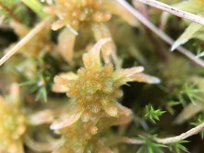 Sphagnum subnitens, photographed by Andrew Melton