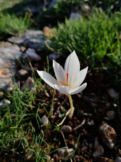 Crocus hadriaticus, photographed by Claude Kolwelter