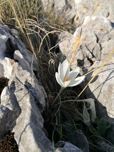 Crocus hadriaticus, photographed by Claude Kolwelter