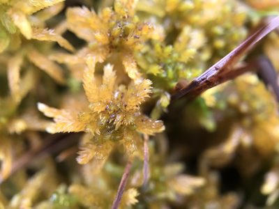 Sphagnum angustifolium, photographed by Andrew Melton