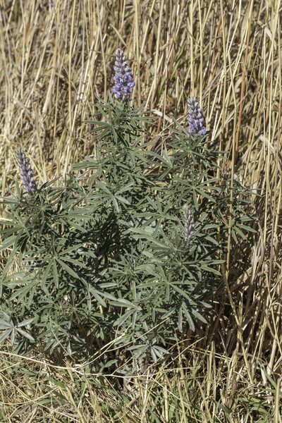 Lupinus caudatus, photographed by Craig Martin