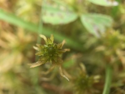 Sphagnum teres, photographed by Andrew Melton