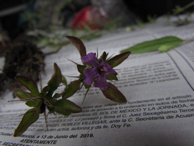 Dyschoriste capitata, photographed by Carlos Martorell
