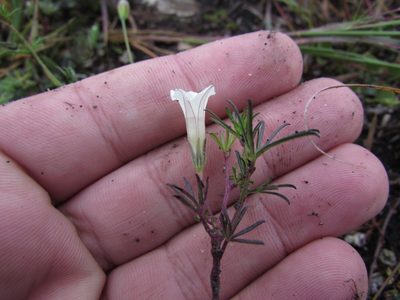Ipomoea costellata, photographed by Carlos Martorell