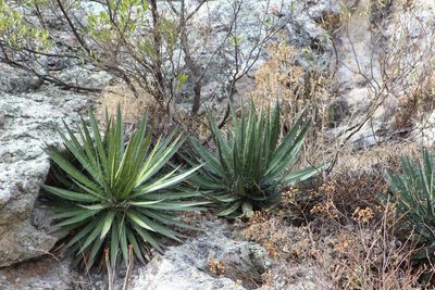 Agave schidigera, photographed by Zoltán Stekkelpak