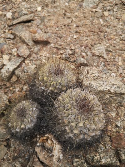 Copiapoa grandiflora, photographed by Aira Francisca Faúndez Fallau