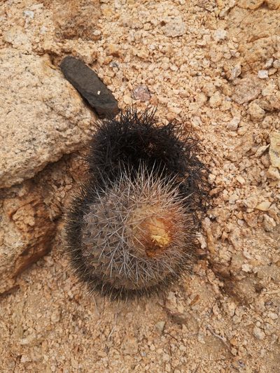 Copiapoa serpentisulcata, photographed by Aira Francisca Faúndez Fallau